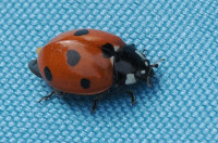 Coccinella-septempunctata